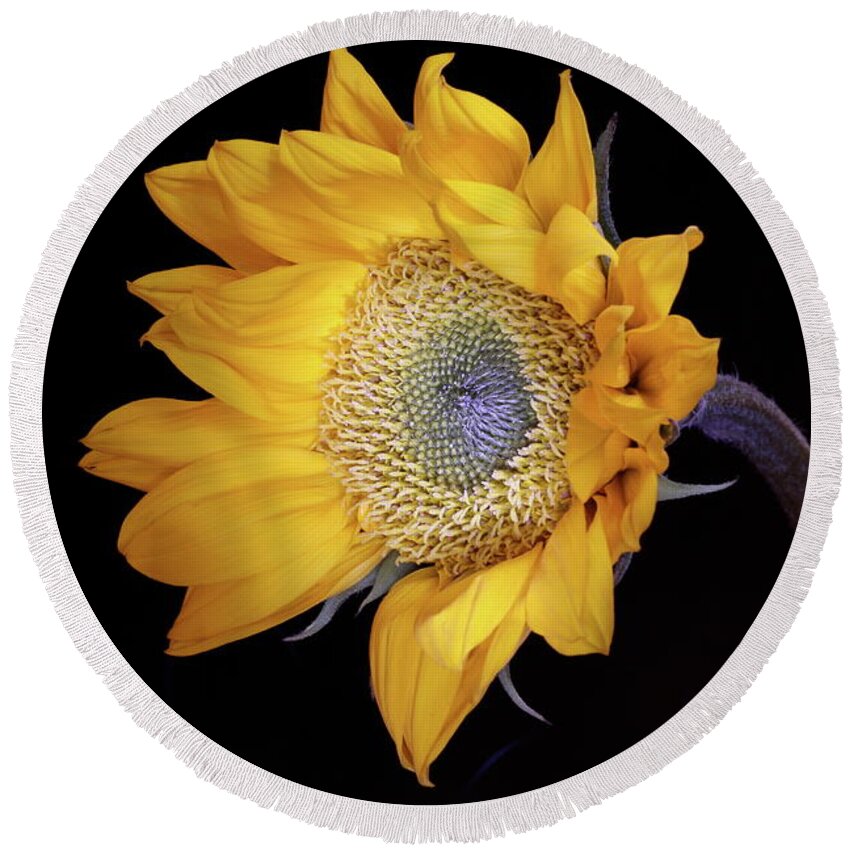 Macro Round Beach Towel featuring the photograph Sunflower 031708 by Julie Powell