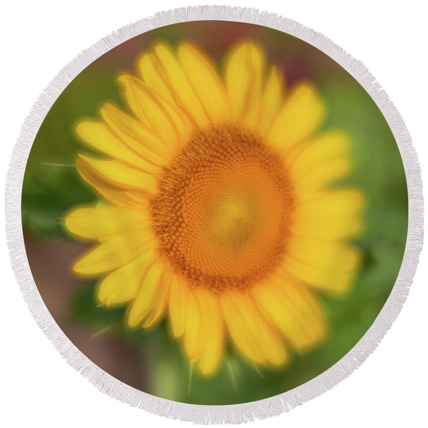 2020 Round Beach Towel featuring the photograph Sunflower-1 by Charles Hite