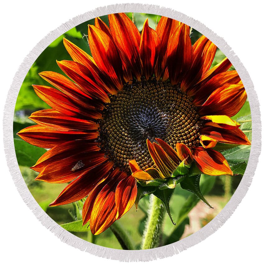  Round Beach Towel featuring the photograph Sunflower 1 by Stephen Dorton