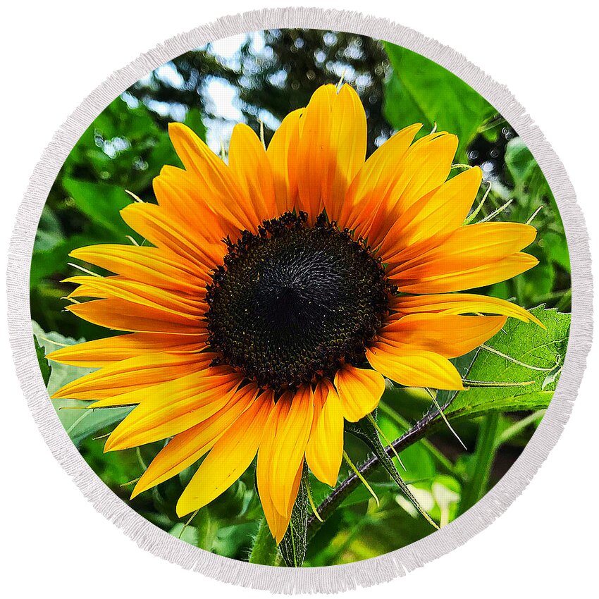  Round Beach Towel featuring the photograph Sunflower 2 by Stephen Dorton