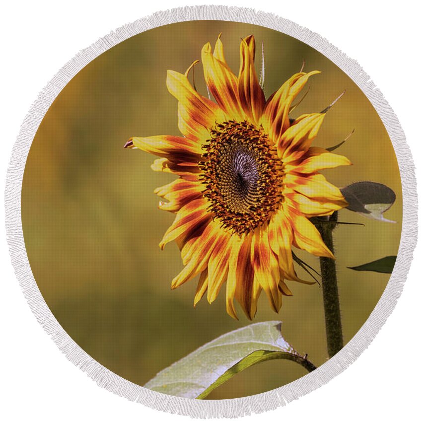 Sunflower Round Beach Towel featuring the photograph Sunflower 2019-1 by Thomas Young