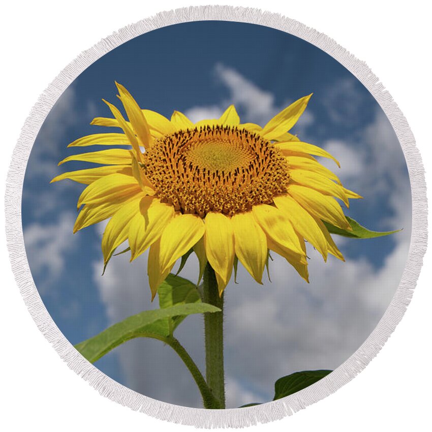 Sunflower Round Beach Towel featuring the photograph Sunflower by Carolyn Hutchins