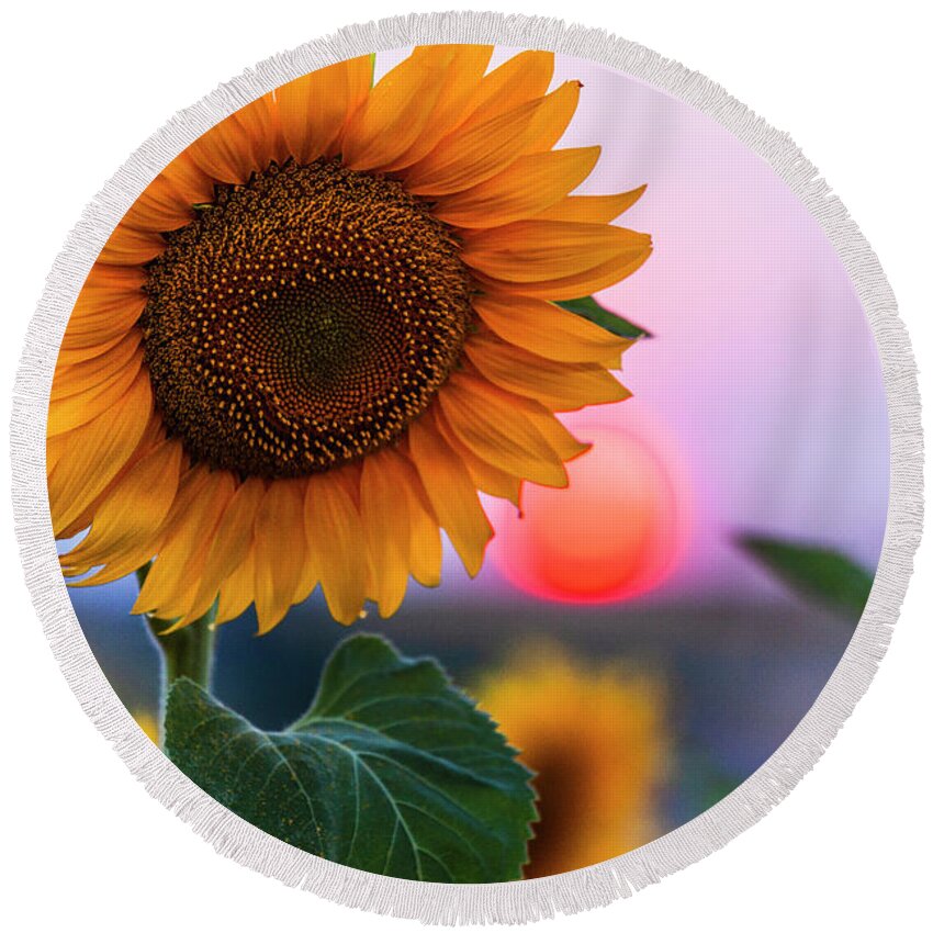 Bulgaria Round Beach Towel featuring the photograph Sunflower by Evgeni Dinev
