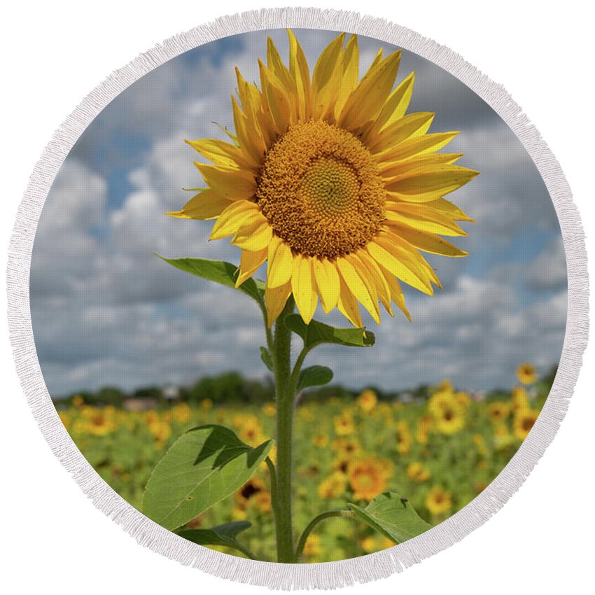 Sunflower Round Beach Towel featuring the photograph Sunflower in Field by Carolyn Hutchins