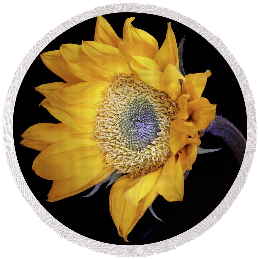 Botanical Round Beach Towel featuring the photograph Sunflower Square by Julie Powell