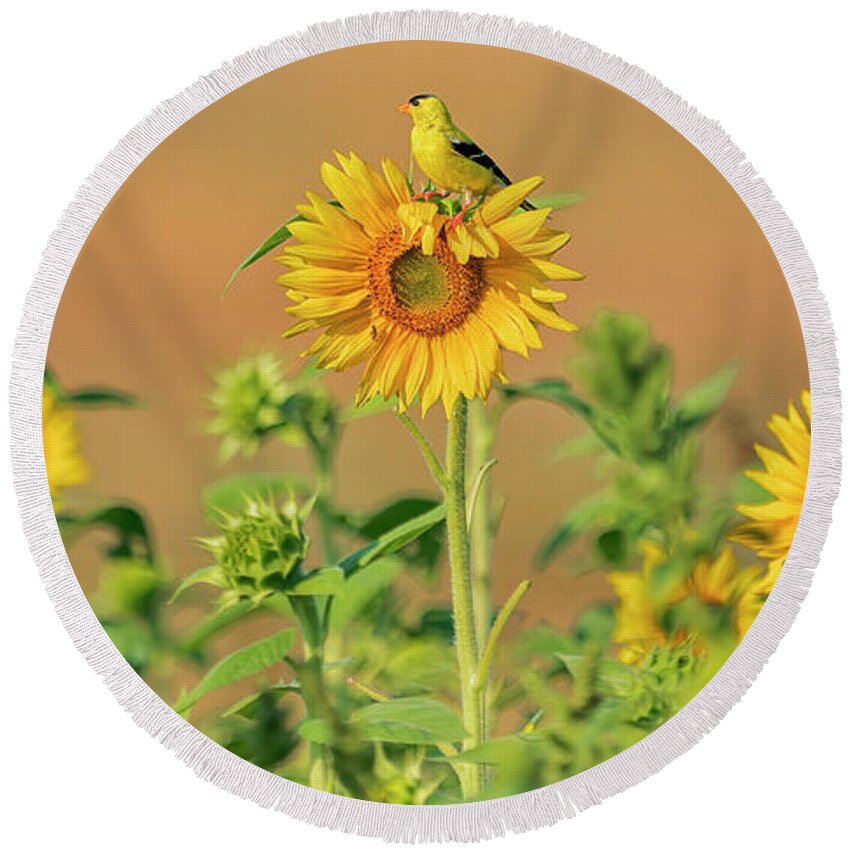 Field Of Flowers Round Beach Towel featuring the photograph Sunflower Sunrise by Peg Runyan