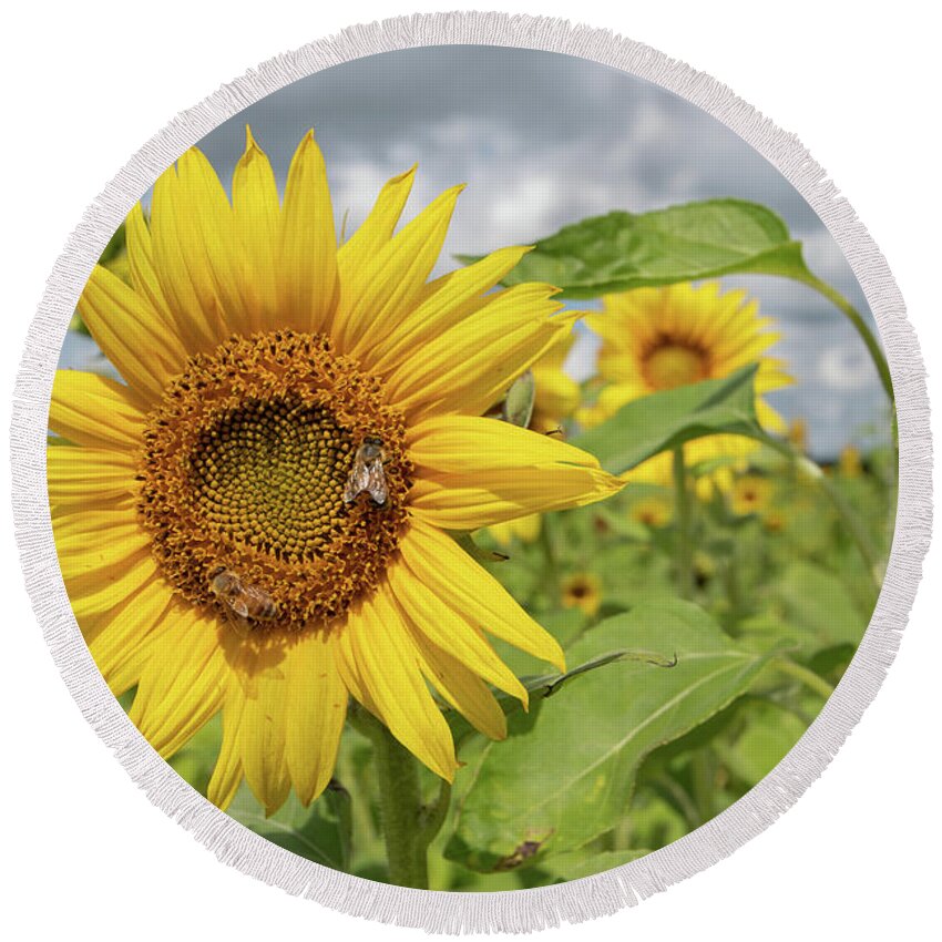 Sunflower Round Beach Towel featuring the photograph Sunflower with Honeybee by Carolyn Hutchins