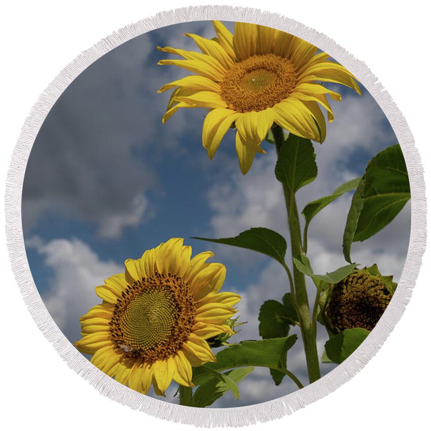 Sunflower Round Beach Towel featuring the photograph Sunflowers by Carolyn Hutchins