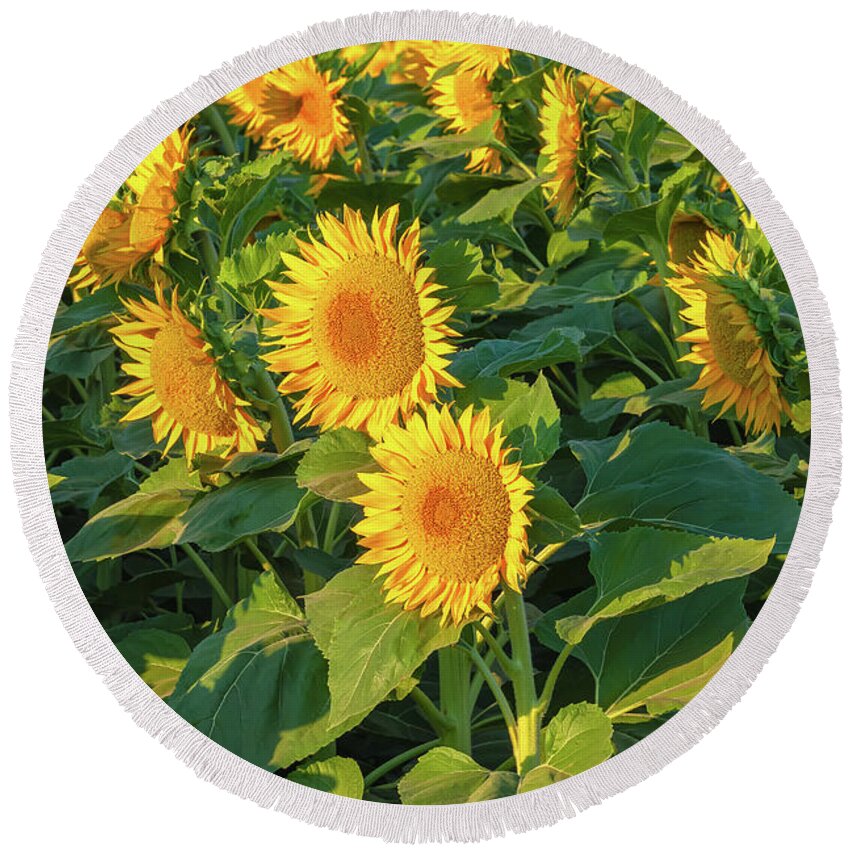 Flower Round Beach Towel featuring the photograph Sunflowers by Jonathan Nguyen