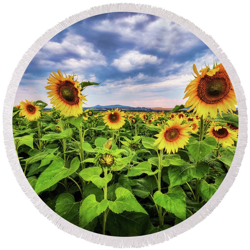 Sunflowers Round Beach Towel featuring the photograph Sunflowers a6445 by Greg Hartford