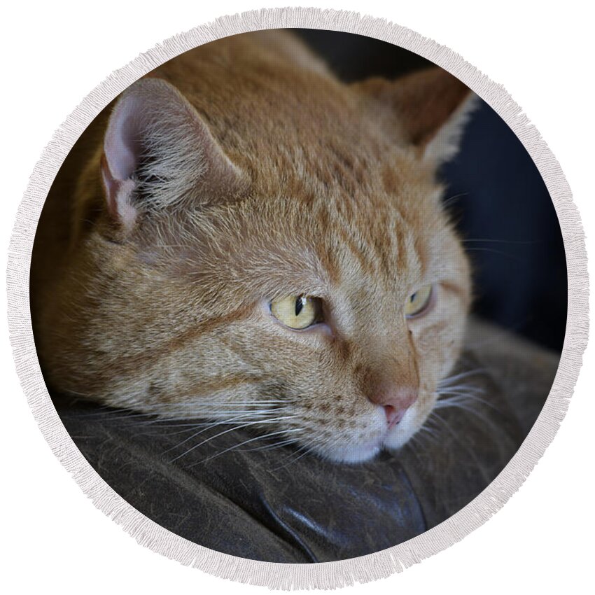 Yellow Tabby Round Beach Towel featuring the photograph Sunny by DArcy Evans