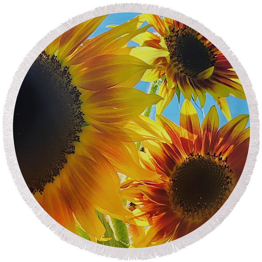 Sunflower Round Beach Towel featuring the photograph Sunny Day Trio by Terry Ann Morris
