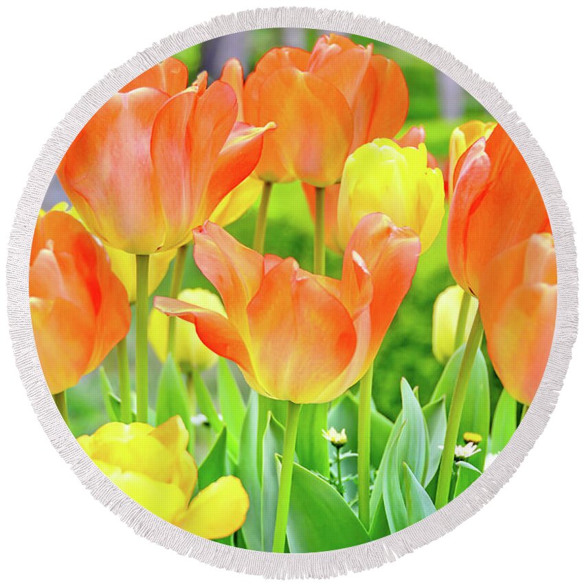 Sunny Round Beach Towel featuring the photograph Sunny Tulips by David Lawson