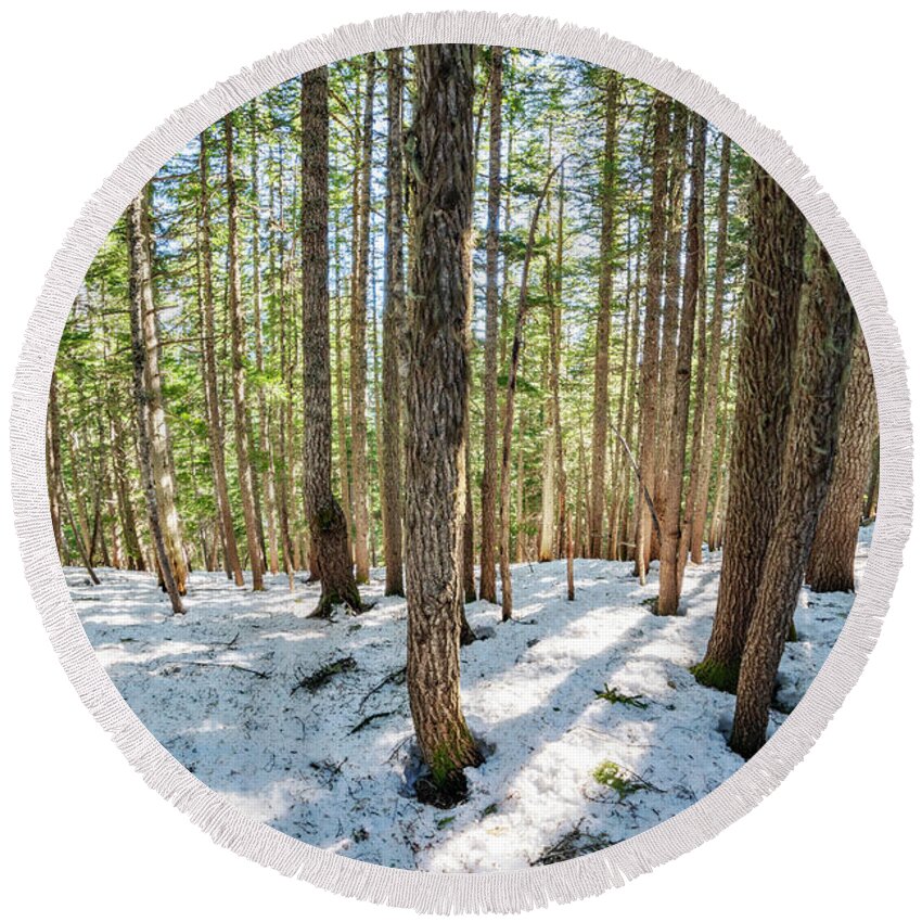 Evergreen Round Beach Towel featuring the photograph Sunny Winter Evergreens by Pelo Blanco Photo