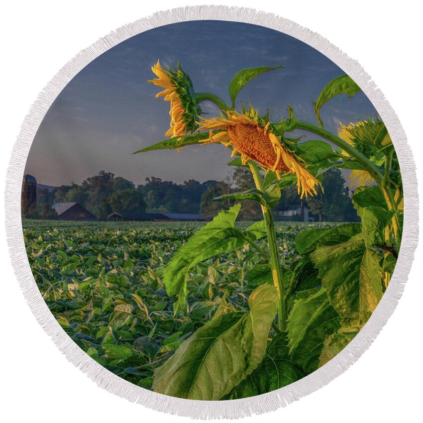 Tennessee Round Beach Towel featuring the photograph Sunrise With Sunflowers by Marcy Wielfaert