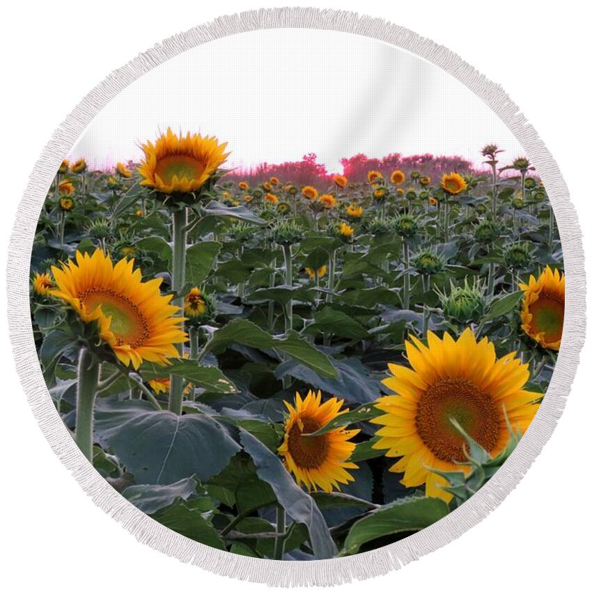 Kansas Sunflower Round Beach Towel featuring the photograph Sunset Sunflowers by Keith Stokes