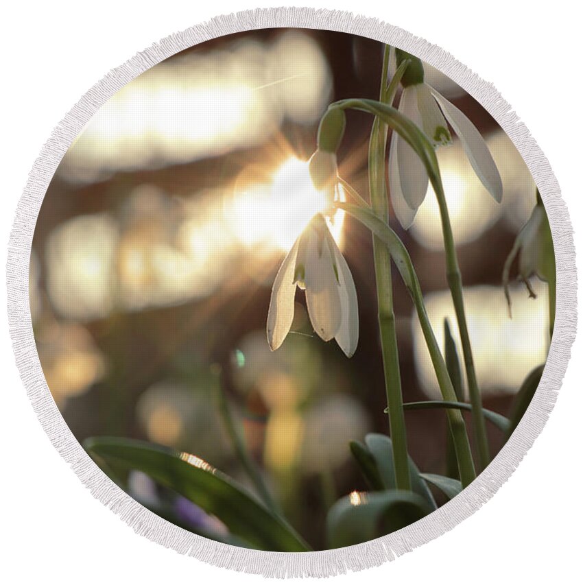 Misty Round Beach Towel featuring the photograph Sunshine goes through Galanthus nivalis by Vaclav Sonnek