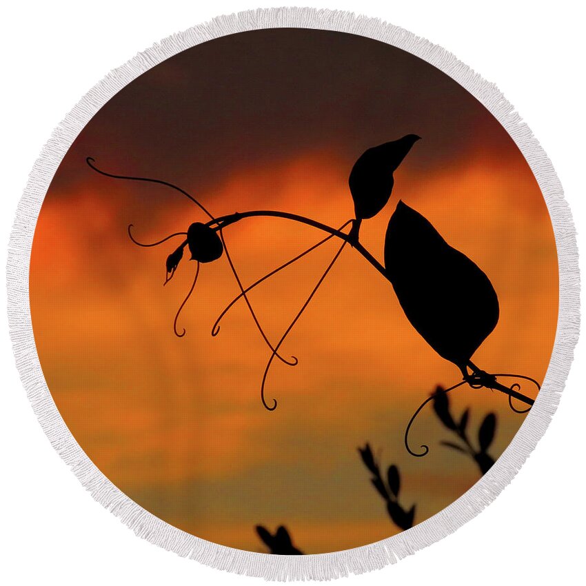 Vines Round Beach Towel featuring the photograph Sunset Vine by Linda Stern