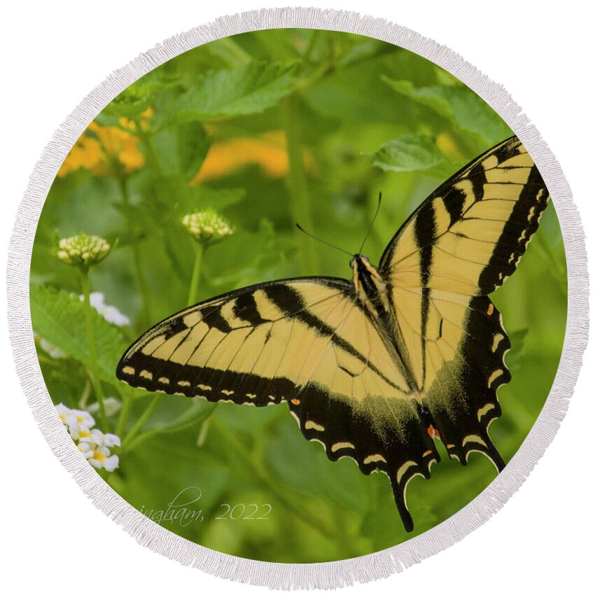 Eastern Swallowtail Round Beach Towel featuring the photograph Swallowtail's Visit by Dorothy Cunningham