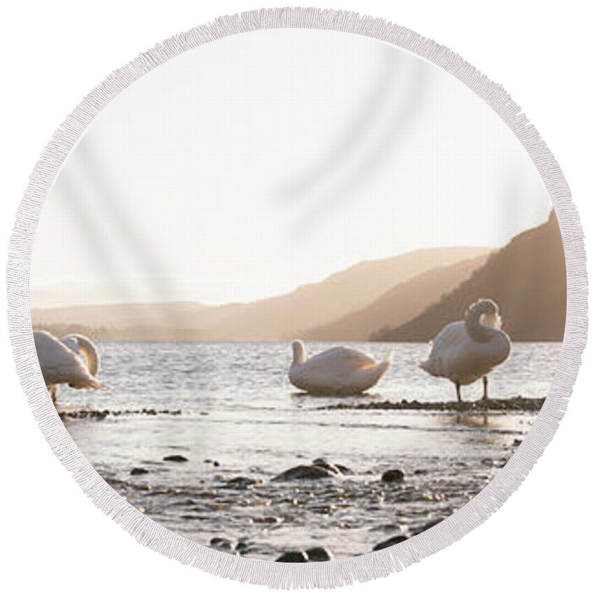 Panorama Round Beach Towel featuring the photograph Swans on Ullswater Lake District by Sonny Ryse