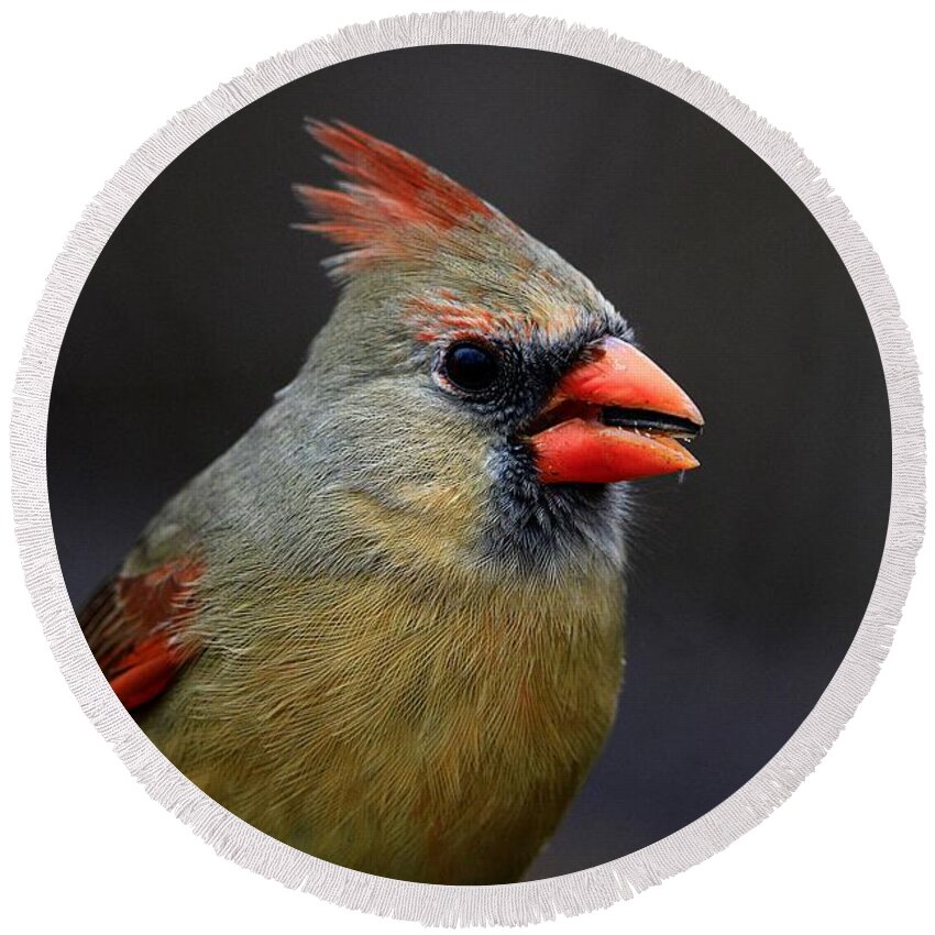 Female Cardinal Round Beach Towel featuring the photograph Sweet Cardinal by Mary Walchuck