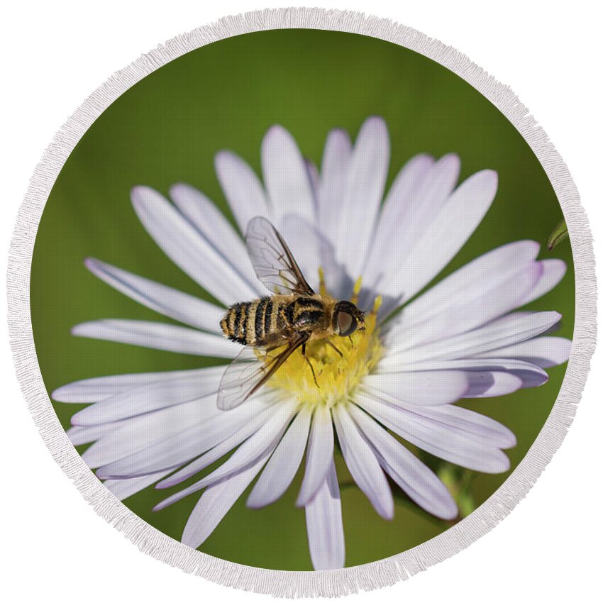 Animals Round Beach Towel featuring the photograph Villa Bee Fly and Aster Blossom by Robert Potts