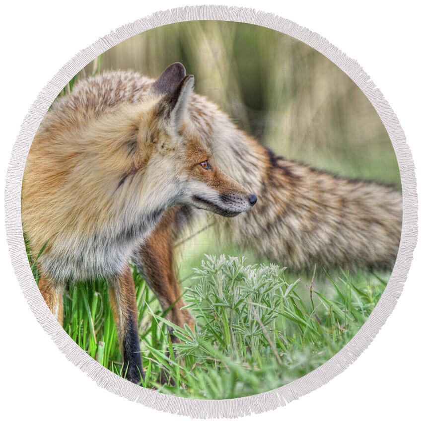 Fox Round Beach Towel featuring the photograph Tail of the Fox by CR Courson