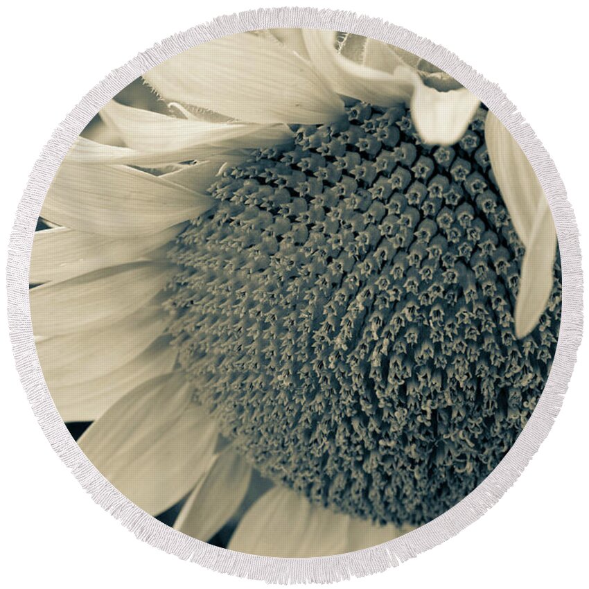 Sunflower Round Beach Towel featuring the photograph Take a Bow by Mary Anne Delgado