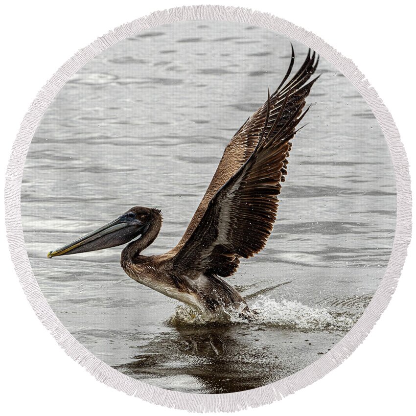 Brown Pelican Round Beach Towel featuring the photograph Take Off 2 by Jerry Connally