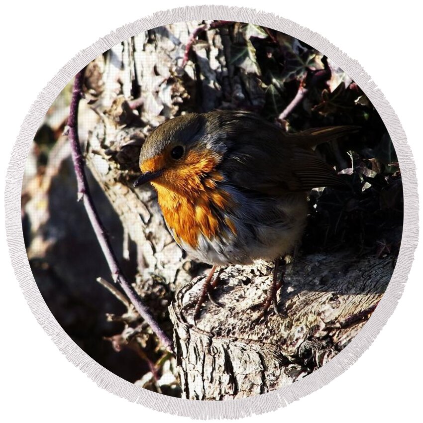 Grange Over Sands. Cumbria. England. Robin. Wildlife. Wild Birds. Robin Redbreast. Uk. Chrismas; England; Countryside; Coast; Round Beach Towel featuring the photograph Taking A Look. by Lachlan Main
