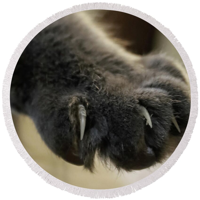 Cat Round Beach Towel featuring the photograph Talk to the Paw by M Kathleen Warren