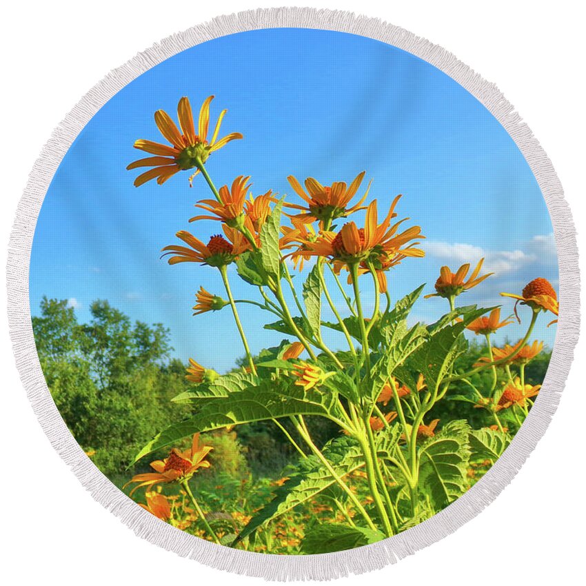 Sunflower Round Beach Towel featuring the photograph Tall Sunflowers by Christopher Reed