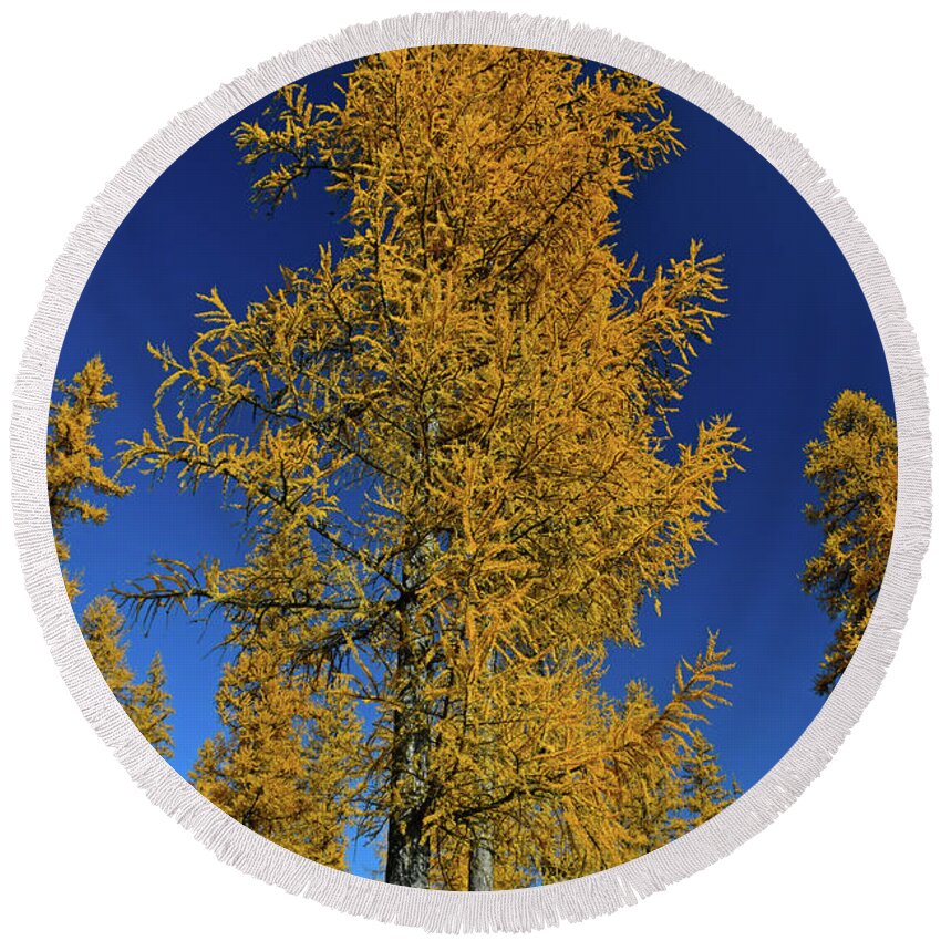 Tamarack Round Beach Towel featuring the photograph Tamarack/Larch trees by Cindy Murphy