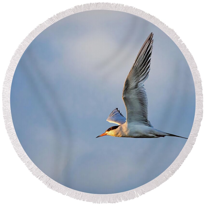 Fast Round Beach Towel featuring the photograph Tern In Flight by Mike Lee