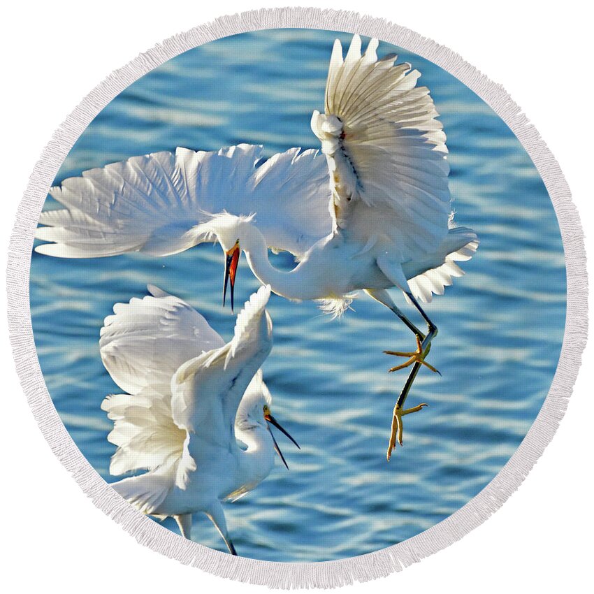 Snowy Egret Round Beach Towel featuring the photograph Territorial Fight of the Snowy Egret by Amazing Action Photo Video