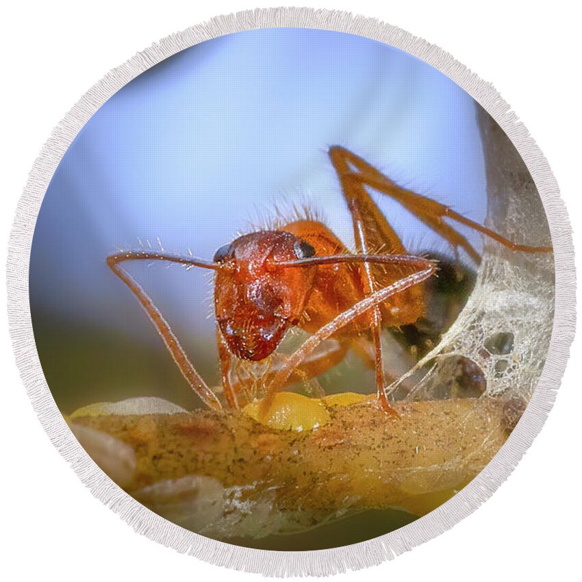 Ant Round Beach Towel featuring the photograph The Ant Farmer by Mark Andrew Thomas