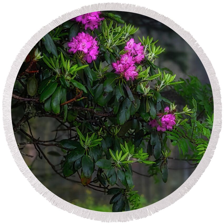 Rhododendron Round Beach Towel featuring the photograph The Beauty of Roan Mountain by Shelia Hunt