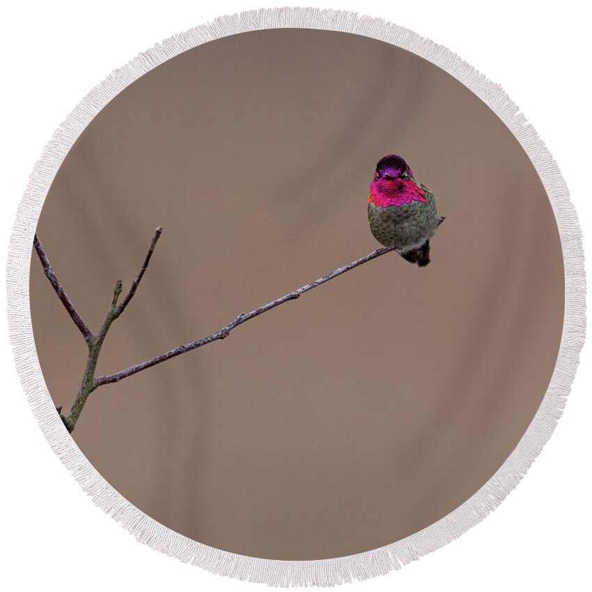 Anna's Hummingbird Round Beach Towel featuring the photograph The Brighter Side of Anna's Hummingbird by Nancy Gleason