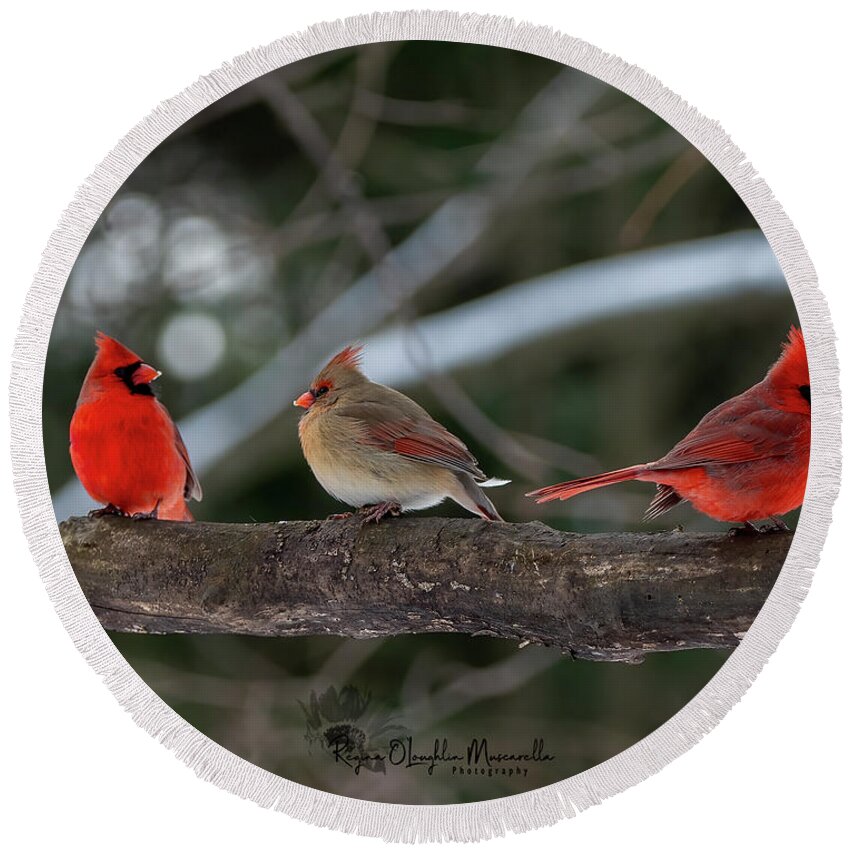 Cardinal Round Beach Towel featuring the photograph The College of Cardinals by Regina Muscarella