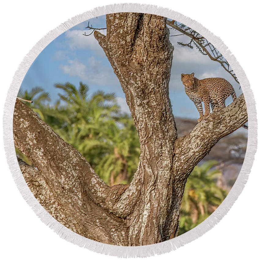  Round Beach Towel featuring the photograph The Cycle of Life, Serengeti National Park by Marcy Wielfaert