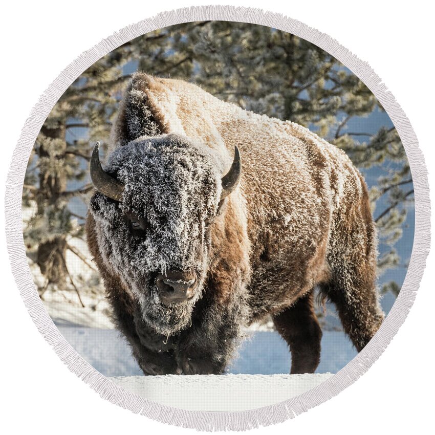 Bison Round Beach Towel featuring the photograph The Face of Winter by Alex Lapidus