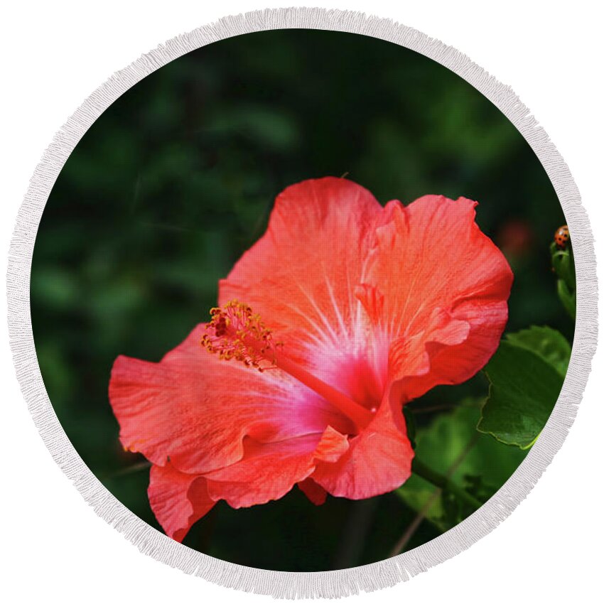 Hibiscus Round Beach Towel featuring the photograph The Flower and the Lady Bug by Joan Bertucci