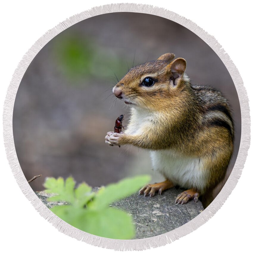 Chipmunk Round Beach Towel featuring the photograph The Forest Cuisine by Regina Muscarella