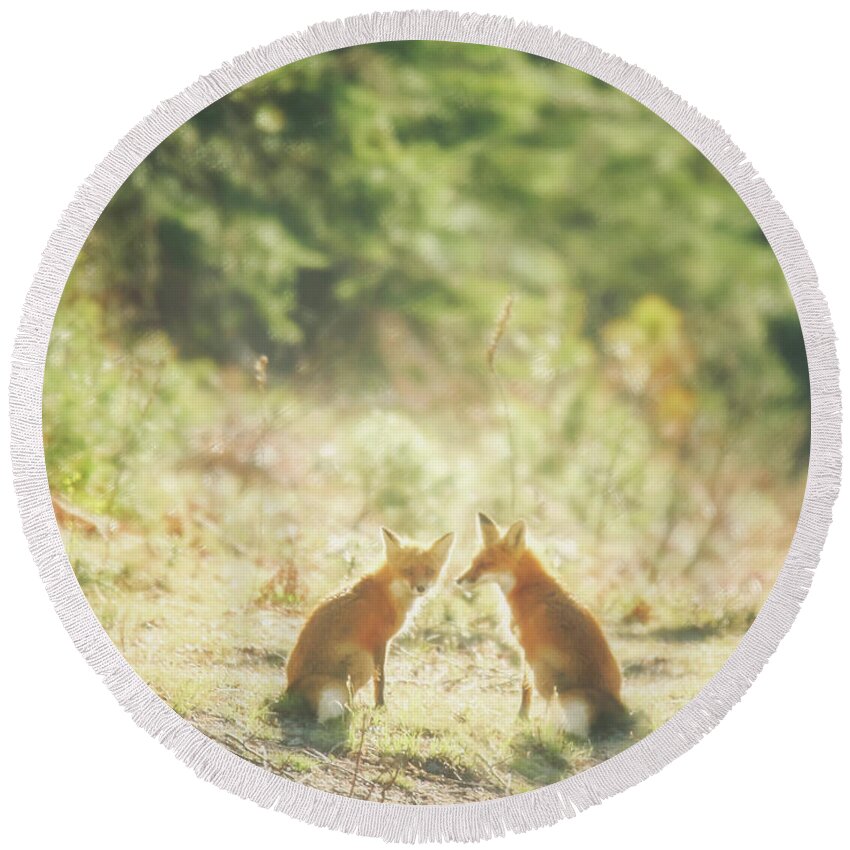 Fox Round Beach Towel featuring the photograph The Fox in the Field by Carrie Ann Grippo-Pike