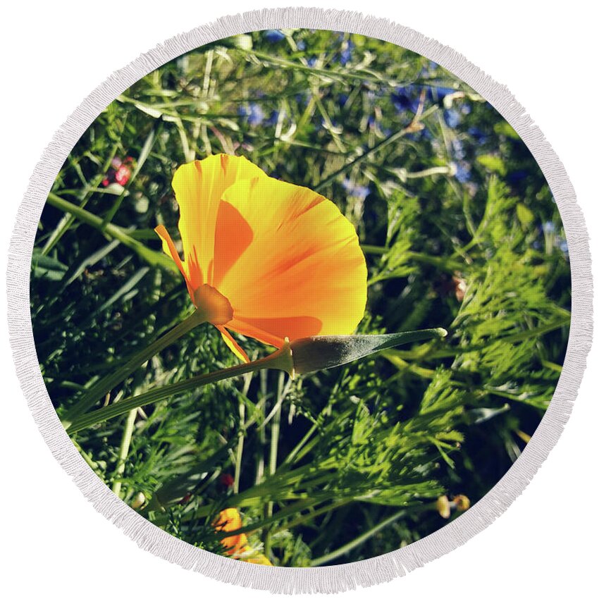Poppies Round Beach Towel featuring the photograph The Golden One by Rebecca Harman