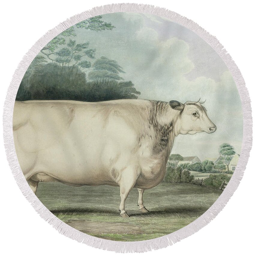 Agriculture Round Beach Towel featuring the painting The Habertoft Short Horned Prize Cow by B Hubbard