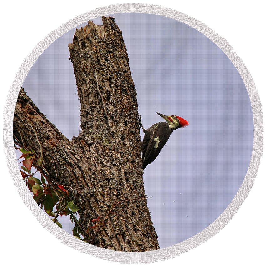 Pileated Woodpecker Round Beach Towel featuring the photograph The Loud Pileated Woodpecker by Scott Burd