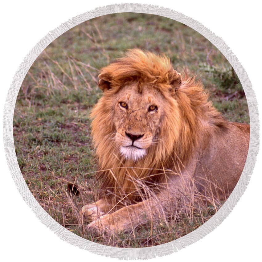 Lion Round Beach Towel featuring the photograph The Lying Lion King by Russel Considine