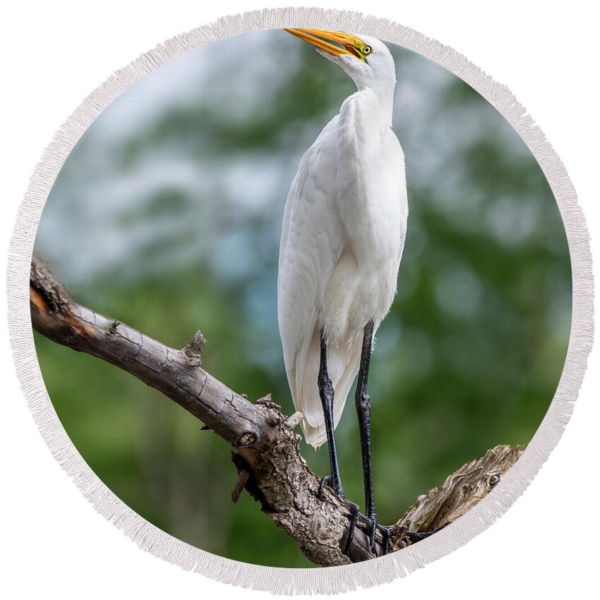 Egret Round Beach Towel featuring the photograph The Magestic Egret by Regina Muscarella