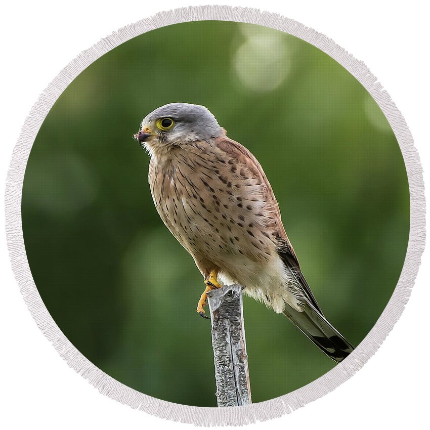 Kestrel Round Beach Towel featuring the photograph The male Kestrel hunting on top of a round pole by Torbjorn Swenelius